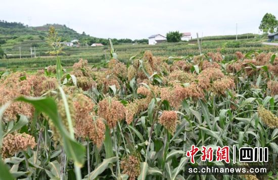 万亩高粱成熟丰收。谢思语 供图 万亩高粱成熟丰收。谢思语 供图