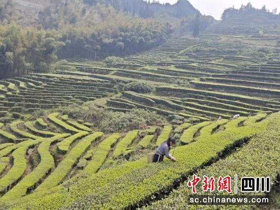 正在茶园采茶。万治员 摄 正在茶园采茶。万治员 摄