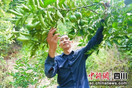 村民张业军正在采摘新鲜成熟的枳壳。刘薪摄 村民张业军正在采摘新鲜成熟的枳壳。刘薪摄