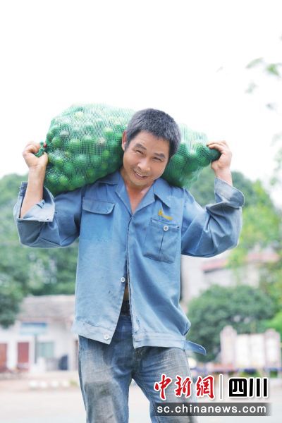 村民欣喜地搬运刚采摘好的枳壳。刘薪 摄 村民欣喜地搬运刚采摘好的枳壳。刘薪 摄