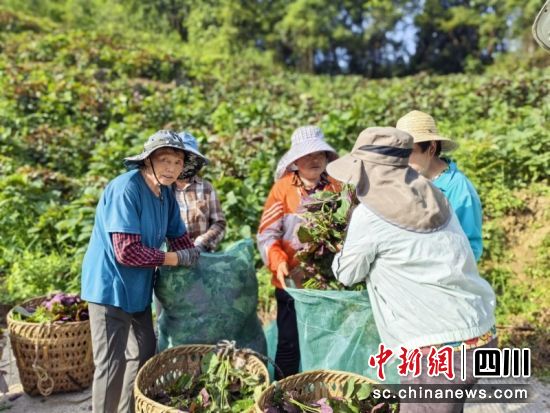 正在装运。李正熙 摄 正在装运。李正熙 摄