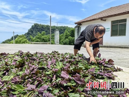 成堆的紫苏叶。李正熙 摄 成堆的紫苏叶。李正熙 摄