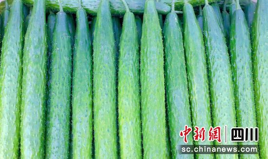 黄瓜大丰收。贡井融媒 供图 黄瓜大丰收。贡井融媒 供图