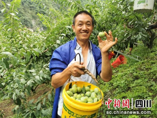村民采摘忙。汶川县委宣传部供图 村民采摘忙。汶川县委宣传部供图