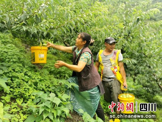 村民采摘忙。汶川县委宣传部供图 村民采摘忙。汶川县委宣传部供图