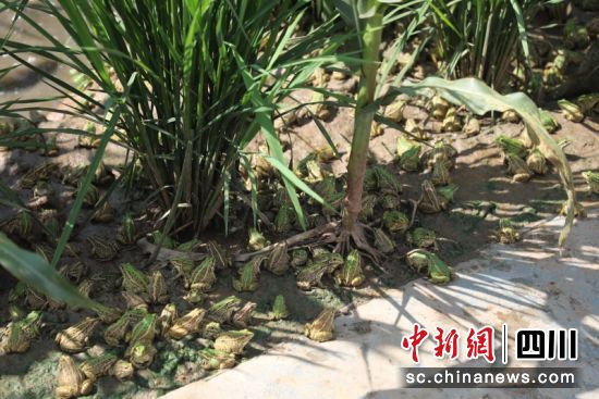 成群的黑斑蛙在农作物下乘凉。朱思雨摄 成群的黑斑蛙在农作物下乘凉。朱思雨摄