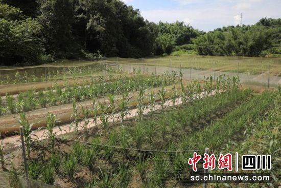 稻蛙田。朱思雨 摄 稻蛙田。朱思雨 摄