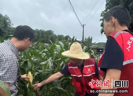 农险人员会同农科所技术人员查看玉米长势。人保财险成都市分公司供图 农险人员会同农科所技术人员查看玉米长势。人保财险成都市分公司供图