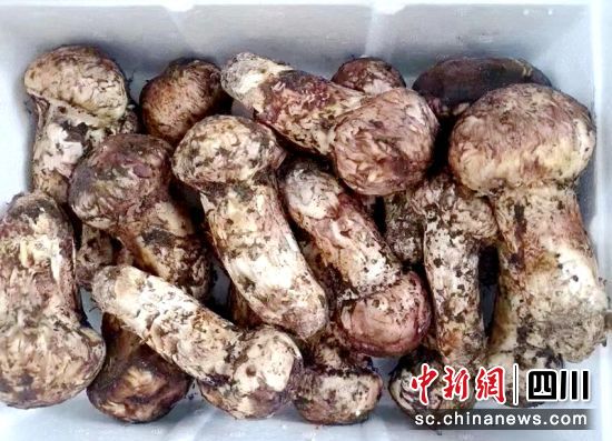 即将发往外地的一件雅江松茸。雅江融媒供图 即将发往外地的一件雅江松茸。雅江融媒供图