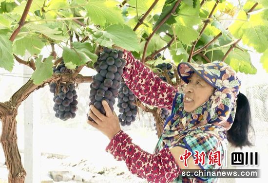 采摘葡萄。 绵竹市融媒体中心供图 采摘葡萄。 绵竹市融媒体中心供图