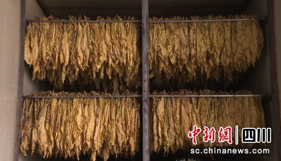 金黄色的烟叶。蒋镜东 摄 金黄色的烟叶。蒋镜东 摄