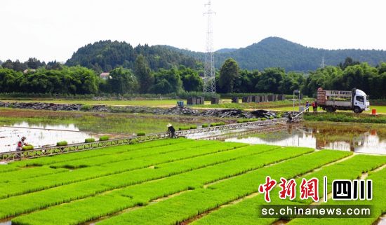 西充县仁和镇丹桂垭村水稻种植基地。 李同周 摄 西充县仁和镇丹桂垭村水稻种植基地。 李同周 摄