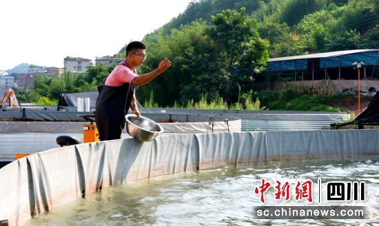 工作人员投喂饵料。阳净 摄 工作人员投喂饵料。阳净 摄