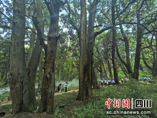 参会代表观摩广元市剑阁县翠云廊古柏保护工作。苗志勇 摄 参会代表观摩广元市剑阁县翠云廊古柏保护工作。苗志勇 摄