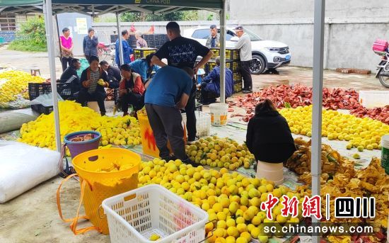 黄桃丰收。罗华 供图 黄桃丰收。罗华 供图