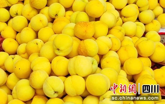 石棉黄桃。罗华 供图 石棉黄桃。罗华 供图
