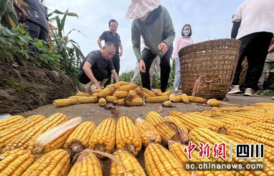 玉米收割现场。荣县融媒 供图 玉米收割现场。荣县融媒 供图