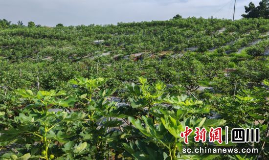 无花果种植基地。富顺融媒 供图 无花果种植基地。富顺融媒 供图