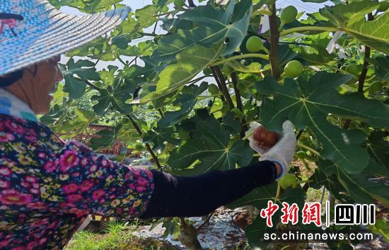 采摘无花果。富顺融媒 供图 采摘无花果。富顺融媒 供图