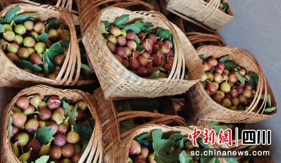 无花果丰收。富顺融媒 供图 无花果丰收。富顺融媒 供图
