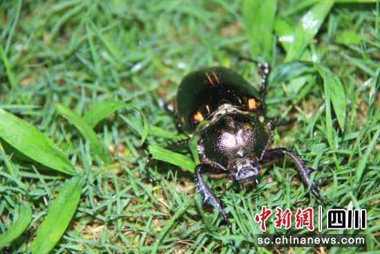 国家二级保护动物阳彩臂金龟。胡姜伟 摄 国家二级保护动物阳彩臂金龟。胡姜伟 摄