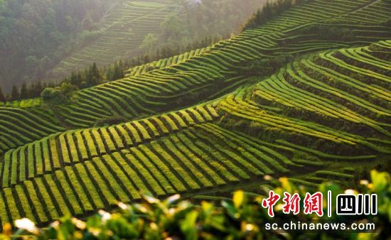 鹿鸣茶海。珙县县委宣传部 供图 鹿鸣茶海。珙县县委宣传部 供图