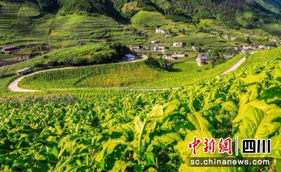 珙县烤烟基地。单华燕 摄 珙县烤烟基地。单华燕 摄