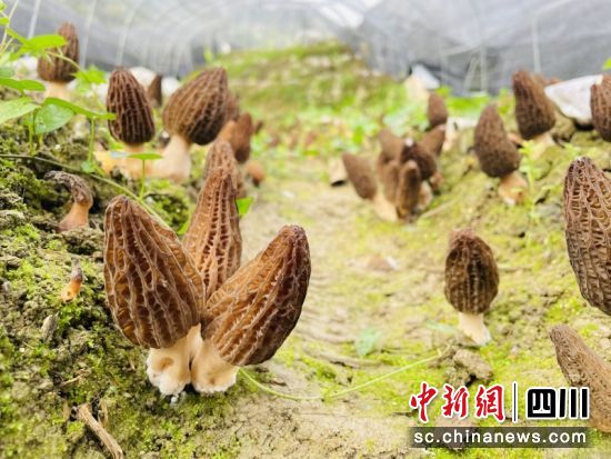 长势良好的羊肚菌。周星 摄 长势良好的羊肚菌。周星 摄