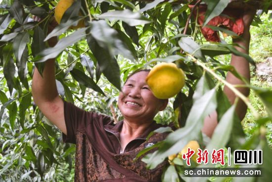 李长永一家在果园检查果子成熟度。周星 摄 李长永一家在果园检查果子成熟度。周星 摄