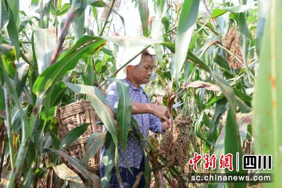 高粱迎丰收农户收割忙。蒋雪梅摄 高粱迎丰收农户收割忙。蒋雪梅摄