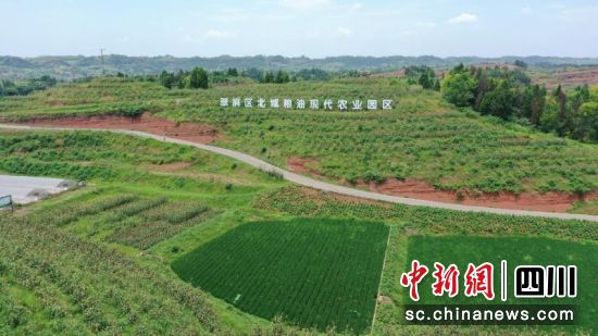 万亩高粱迎来了丰收季。蒋雪梅摄 万亩高粱迎来了丰收季。蒋雪梅摄