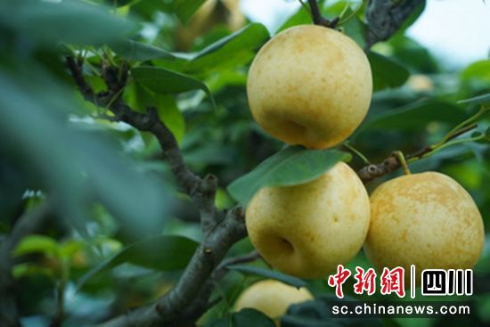 “六月雪梨”成熟。杨超 供图 “六月雪梨”成熟。杨超 供图