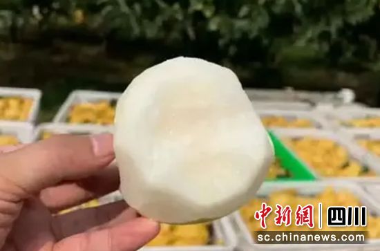 “六月雪梨”甜香上市。杨超 供图 “六月雪梨”甜香上市。杨超 供图