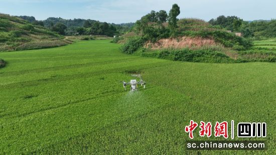 无人机施肥。邱滟茹 摄 无人机施肥。邱滟茹 摄