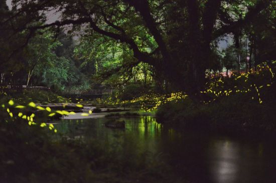 天台山萤火虫文旅季美景。天台山景区 供图 天台山萤火虫文旅季美景。天台山景区 供图