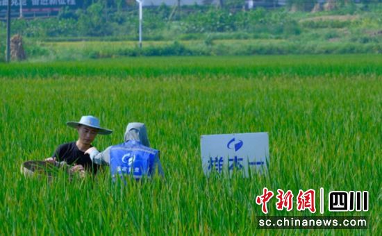 实收测产现场。富顺融媒 供图 实收测产现场。富顺融媒 供图