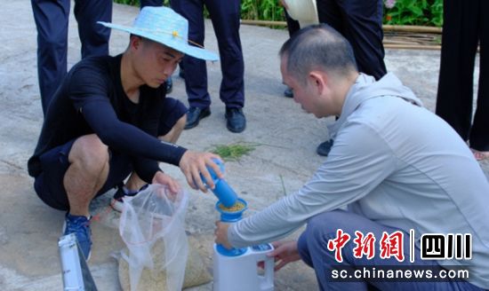 实收测产现场。富顺融媒 供图 实收测产现场。富顺融媒 供图