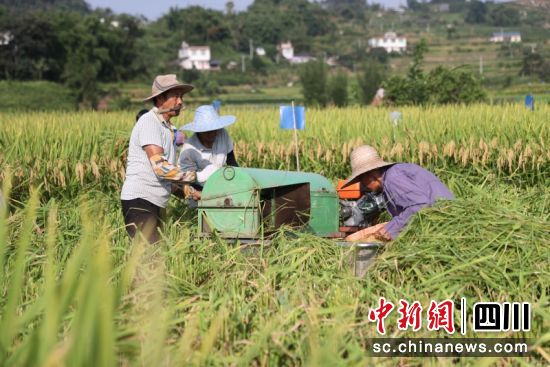水稻喜获丰收。杨晓川 摄 水稻喜获丰收。杨晓川 摄