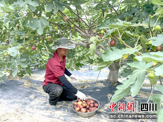 采摘无花果。 绵竹市融媒体中心供图 采摘无花果。 绵竹市融媒体中心供图