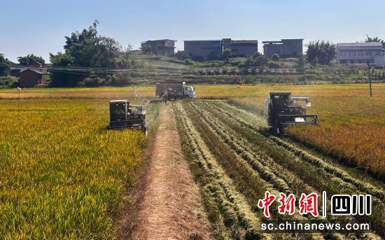 收割现场。富顺融媒 供图 收割现场。富顺融媒 供图