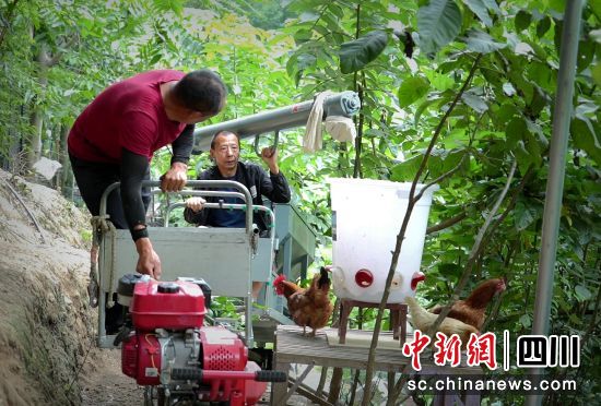机械化投喂鸡食。 平武县委宣传部供图 机械化投喂鸡食。 平武县委宣传部供图