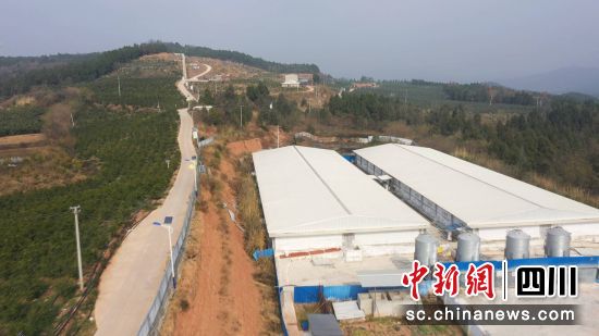 生猪代养场。 梓潼县融媒体中心供图 生猪代养场。 梓潼县融媒体中心供图