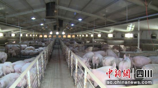 生猪代养场。 梓潼县融媒体中心供图 生猪代养场。 梓潼县融媒体中心供图