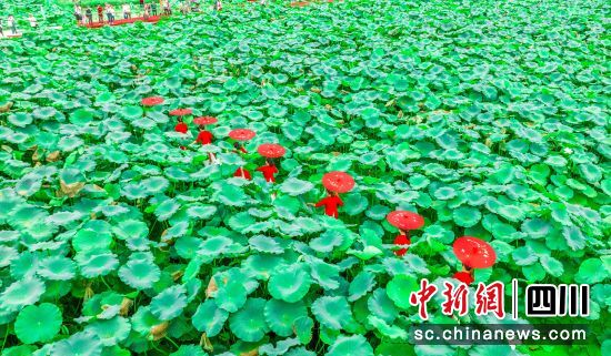 群众在荷叶间走秀。仪陇县委宣传部供图 群众在荷叶间走秀。仪陇县委宣传部供图