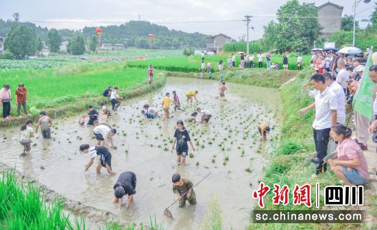村民们稻田抓鱼。仪陇县委宣传部供图 村民们稻田抓鱼。仪陇县委宣传部供图
