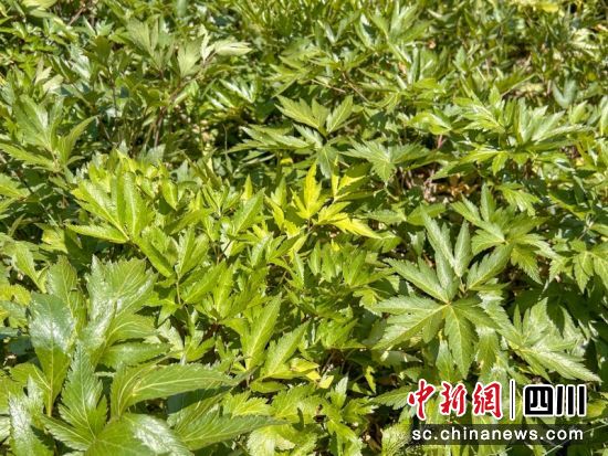 成片的当归长势良好。张芮瑜 摄 成片的当归长势良好。张芮瑜 摄