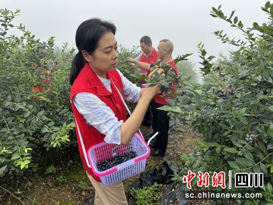 抓紧采摘蓝莓。 抓紧采摘蓝莓。