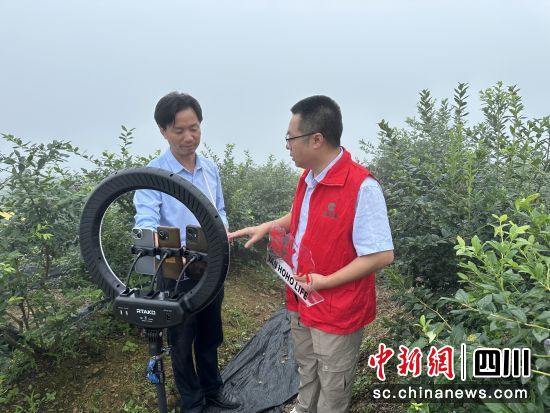 线上直播销售蓝莓。 线上直播销售蓝莓。