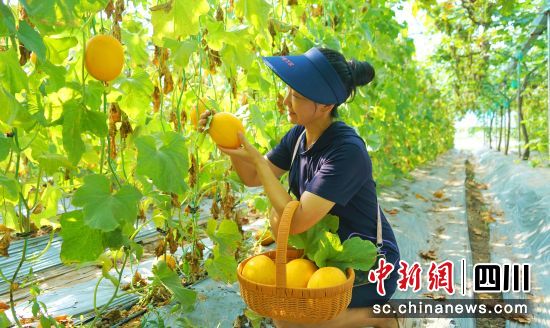 西充县双龙桥村,游客正在采摘哈密瓜。衡欢 摄 西充县双龙桥村,游客正在采摘哈密瓜。衡欢 摄