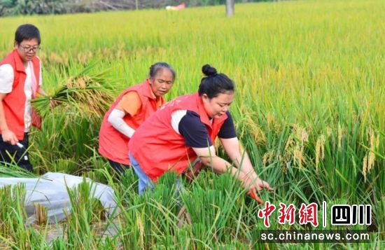 助收现场。梁人之 供图 助收现场。梁人之 供图